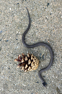 BB 14 0220 / Coronella austriaca / Slettsnok